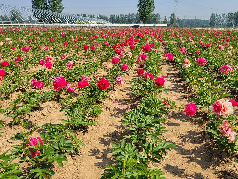 芍藥基地